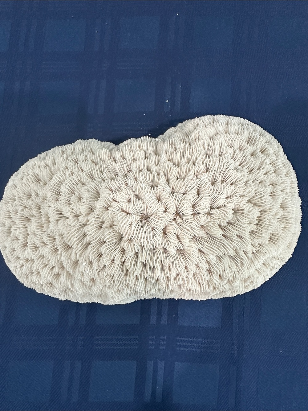 Large Piece of Coral - Picture 2 of 7